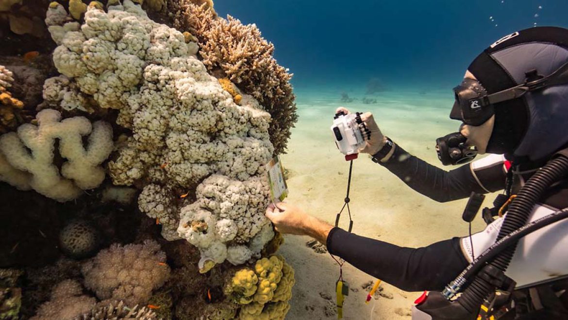 הלבנת אלמוגים במפרץ אילת
