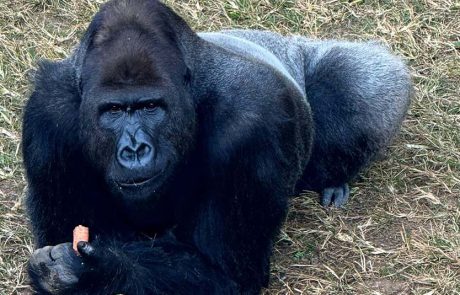 היום מציינים את “יום הקופים הבינלאומי”. חגיגה בספארי