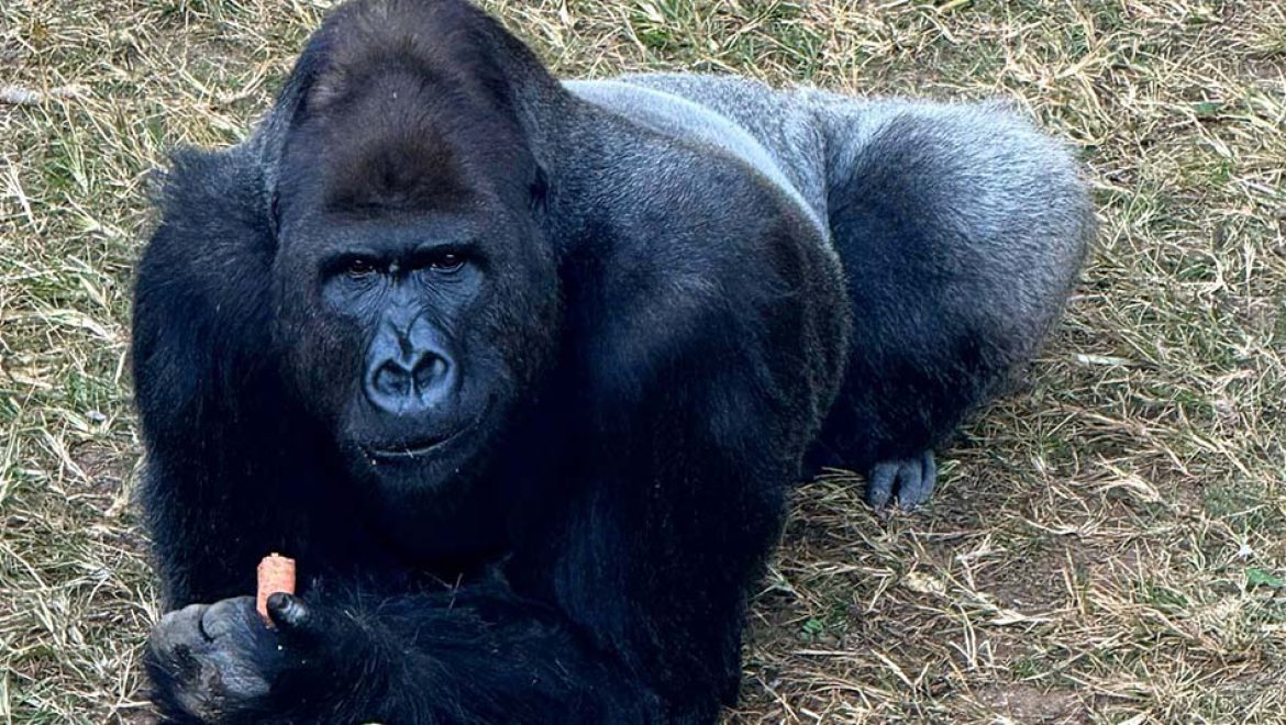 היום מציינים את “יום הקופים הבינלאומי”. חגיגה בספארי
