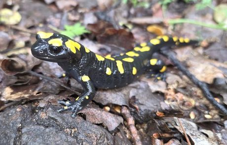 הסלמנדרה הופיעה הבוקר בשמורת הטבע בניאס, לאחר הגשם