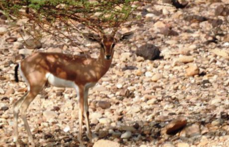 הספירה השנתית של צבי הנגב, בוצעה ע”י אנשי רשות הטבע והגנים