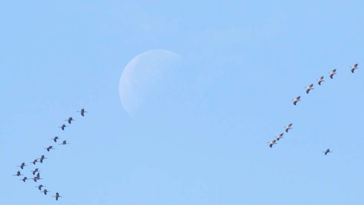 עגורים, שקנאים ועננים: מראות קסומים בשמי הארץ