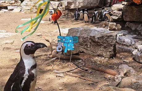 כוכב וגי’רף: חגיגות בספארי ר”ג