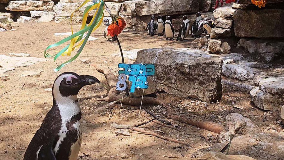 כוכב וגי’רף: חגיגות בספארי ר”ג