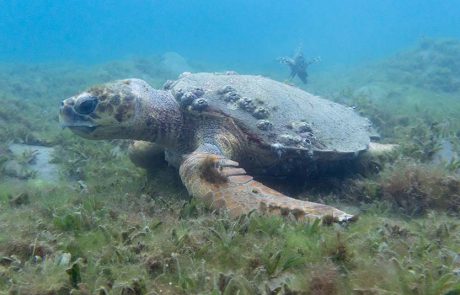 תיעוד מרגש של צבת ים חומה, באילת