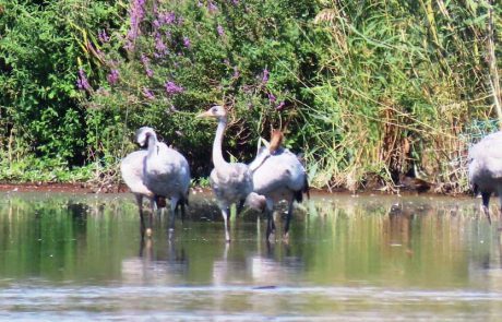 ביקור העגורים באגמון החולה-קק”ל