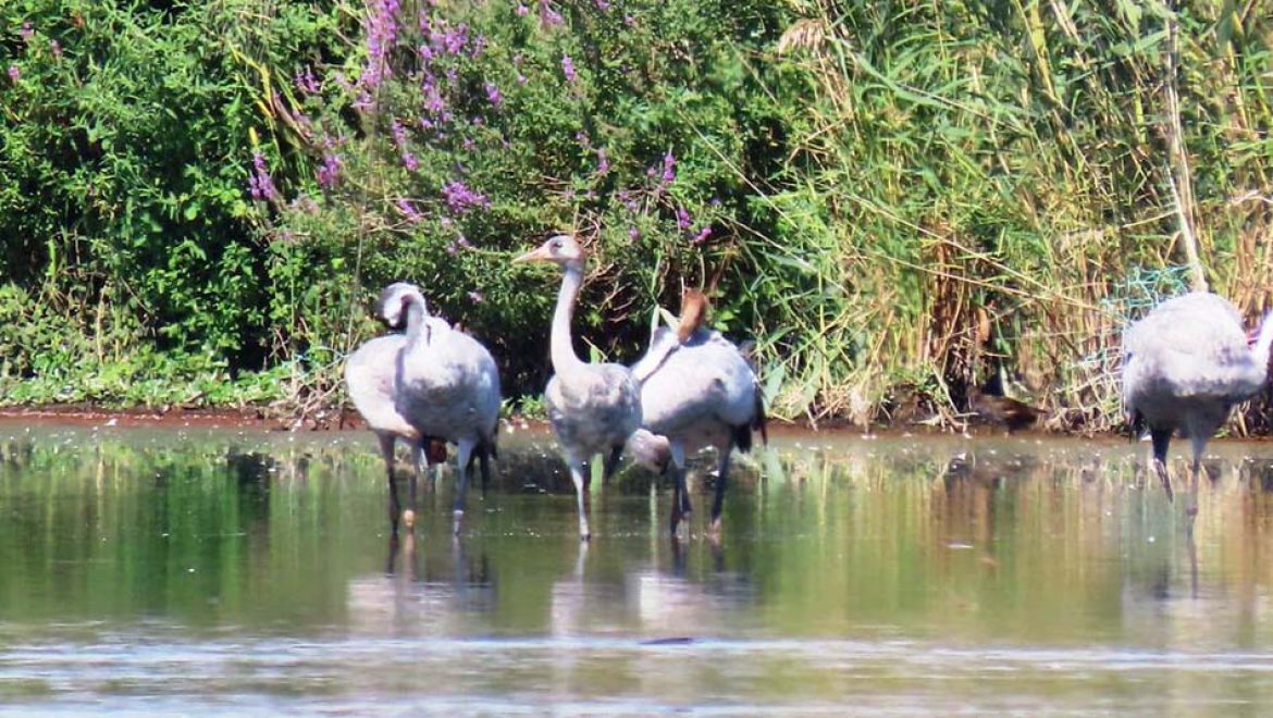 ביקור העגורים באגמון החולה-קק”ל
