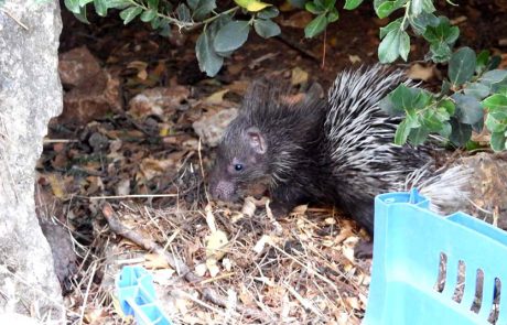 “דורה” חזרה לטבע