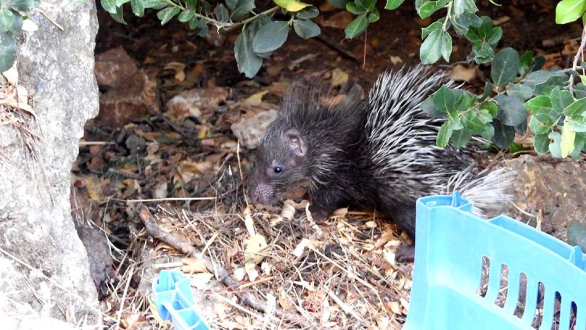 “דורה” חזרה לטבע
