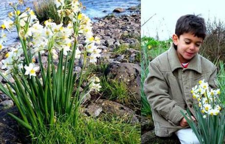 טיול חורף אל פריחת הנרקיסים בתל אנפה, בגליל העליון