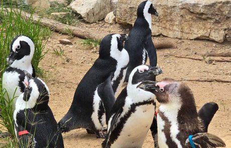 ספארי ר”ג מזמין את כל המשפחה לערבי קיץ בספארי