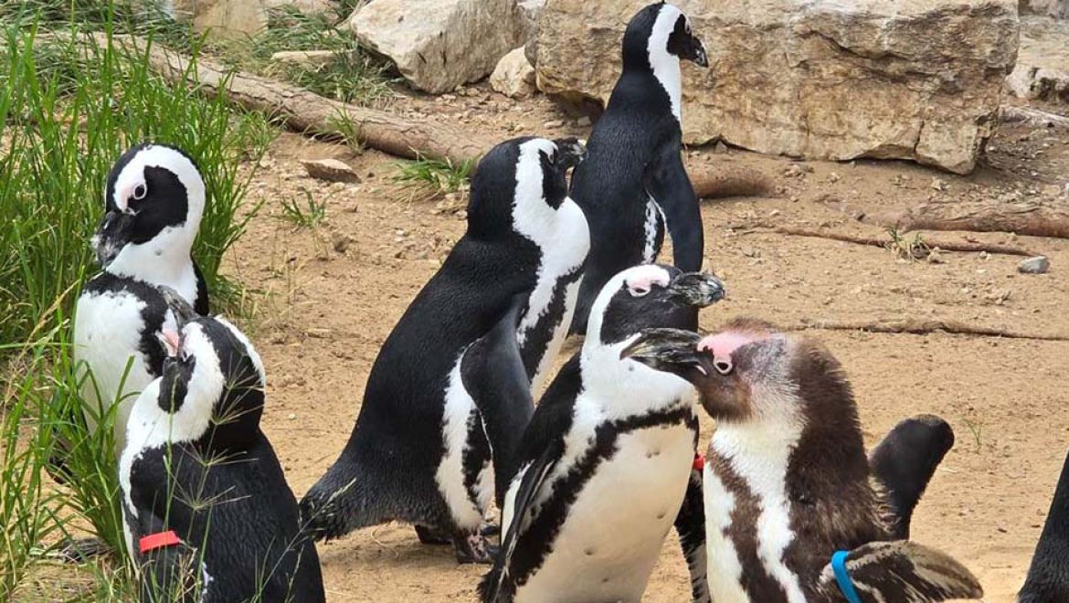 ספארי ר”ג מזמין את כל המשפחה לערבי קיץ בספארי