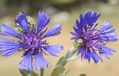 רט”ג תציין לאורך חודש מרץ את ‘חודש שמירת הטבע’