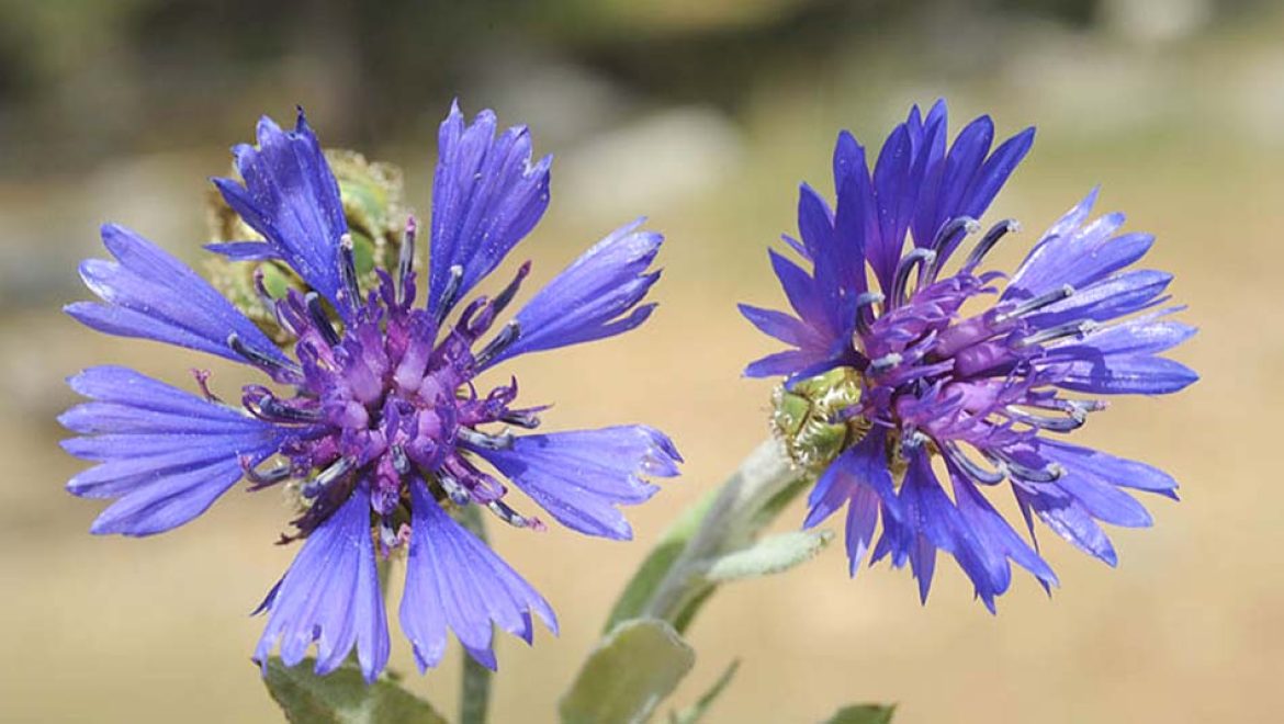 רט”ג תציין לאורך חודש מרץ את ‘חודש שמירת הטבע’
