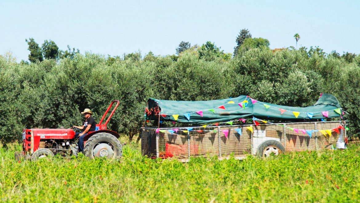 חגיגת מסיק משפחתית בחוות דרך התבלינים