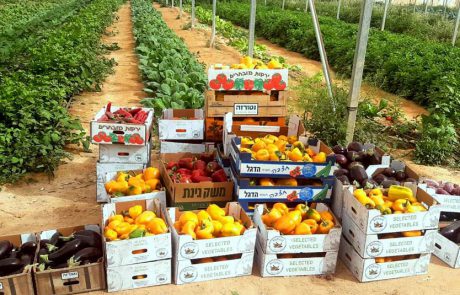 חקלאים ליום אחד: פעילות לכל המשפחה בחווה החקלאית ‘בין השיטין’