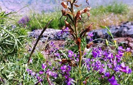 חידושים בצמחיית ישראל: שלושה מיני צמחים חדשים התגלו לראשונה