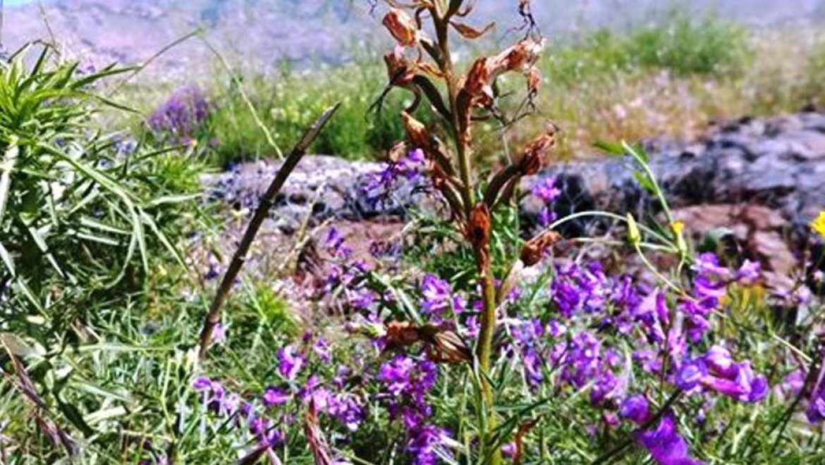 חידושים בצמחיית ישראל: שלושה מיני צמחים חדשים התגלו לראשונה