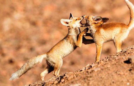 פסטיבל הצילום הבינלאומי העשיריPHOTO IS:RAEL מגיע לאילת