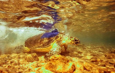 עדכון מנקבות צב הים הקרני, ששוחררו בשבוע שעבר