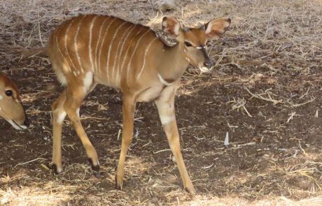 חמוד חמוד: לידתו של עופר ניאלה בספארי ר”ג