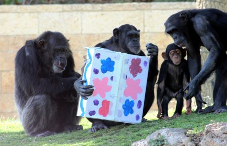 חגיגת חנוכה בגן החיות התנ”כי ובאקוורים ישראל, בירושלים