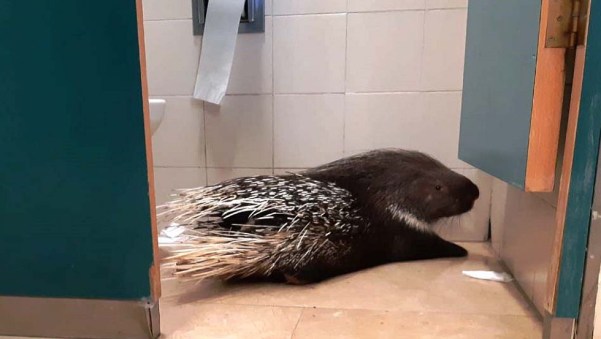 הביקור המפתיע של דורבן הודי בכנסת ישראל