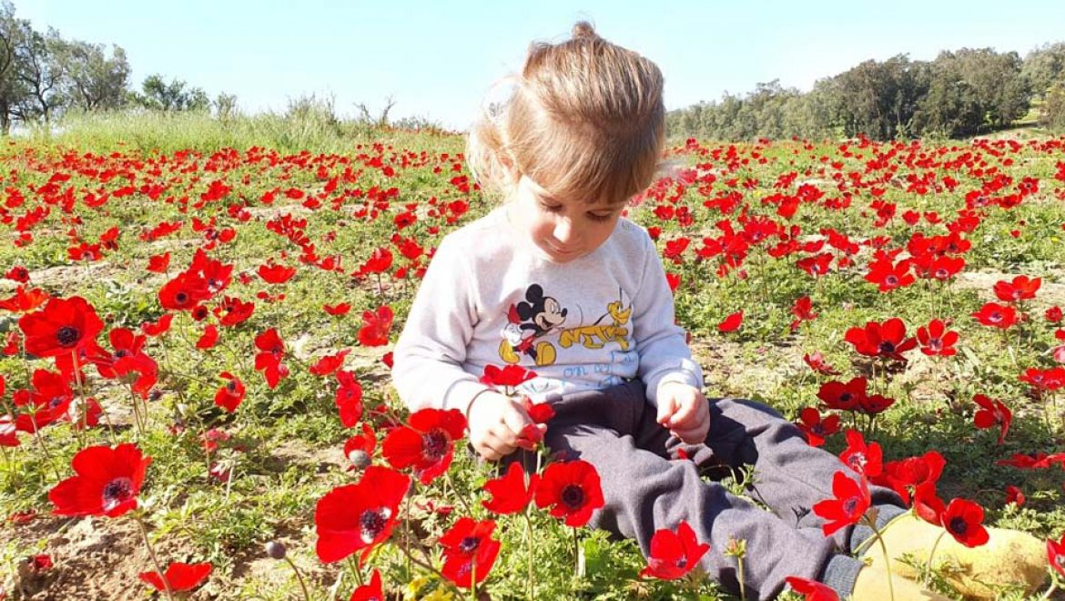הכלניות מחכות גם השנה בדרום אדום 2021