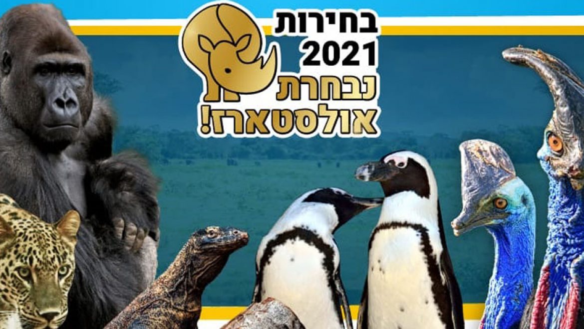 הבחירות הכי מרתקות: מי תהיה נבחרת האולסטארז של הספארי?