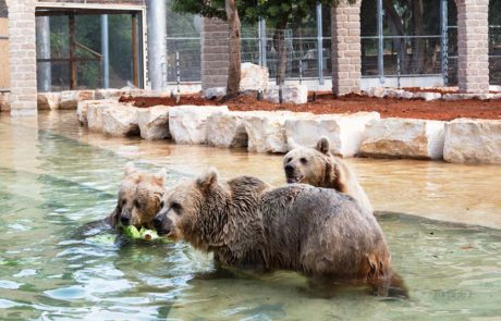 חגיגת דובות בספארי ר”ג