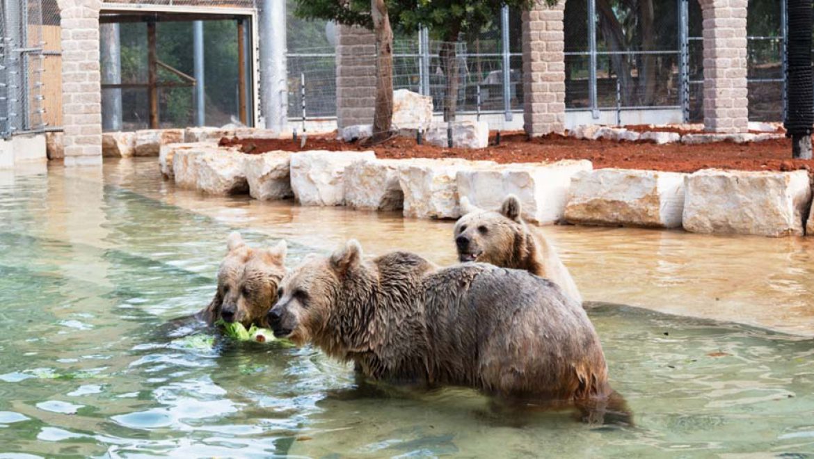 חגיגת דובות בספארי ר”ג