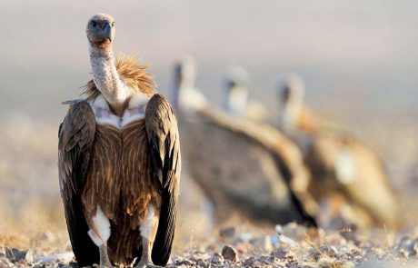 “יום הנשר” בגן לאומי עין עבדת