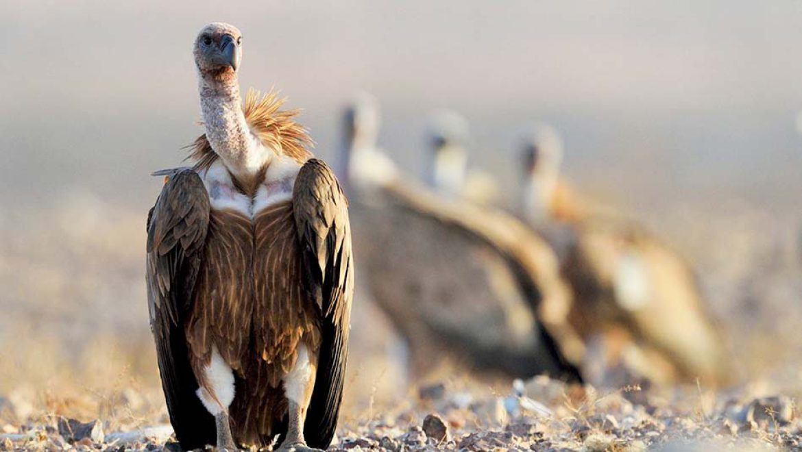 “יום הנשר” בגן לאומי עין עבדת