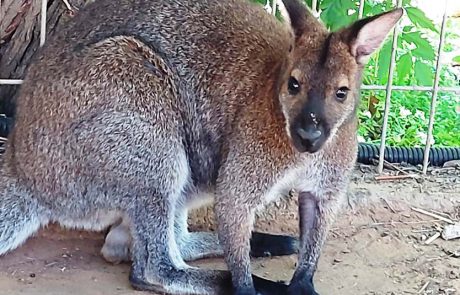 ולאבית חדשה הצטרפה לספארי