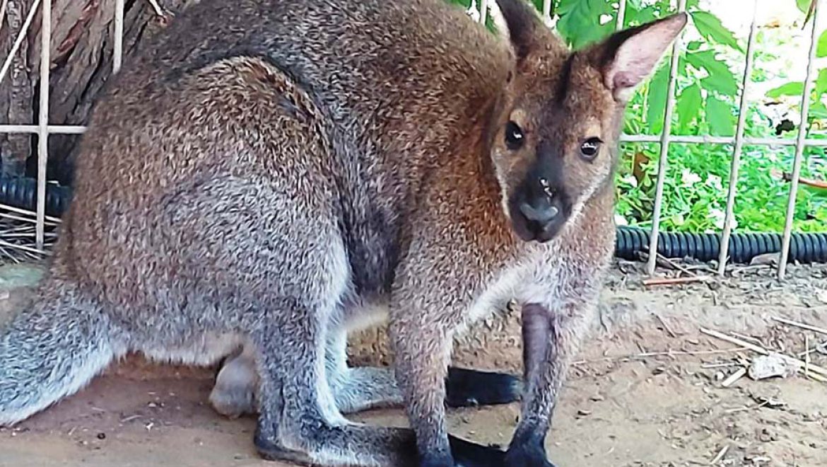 ולאבית חדשה הצטרפה לספארי