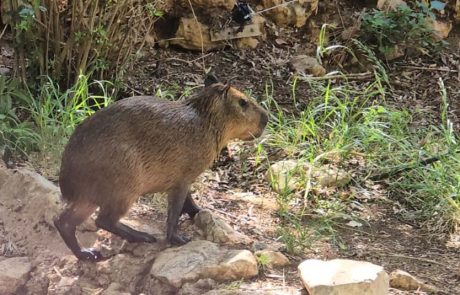 ברוך הבא לקפיברה החדש: הדייר הדרום-אמריקאי הגיע לספארי רמת גן