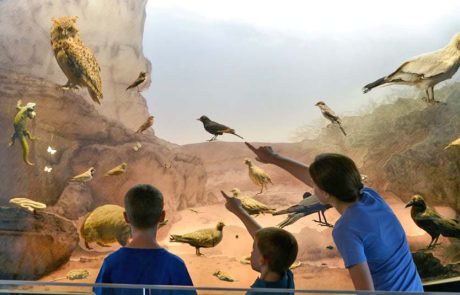 מוזיאון הטבע ע”ש שטיינהרדט: קיץ באווירת ים לכל המשפחה