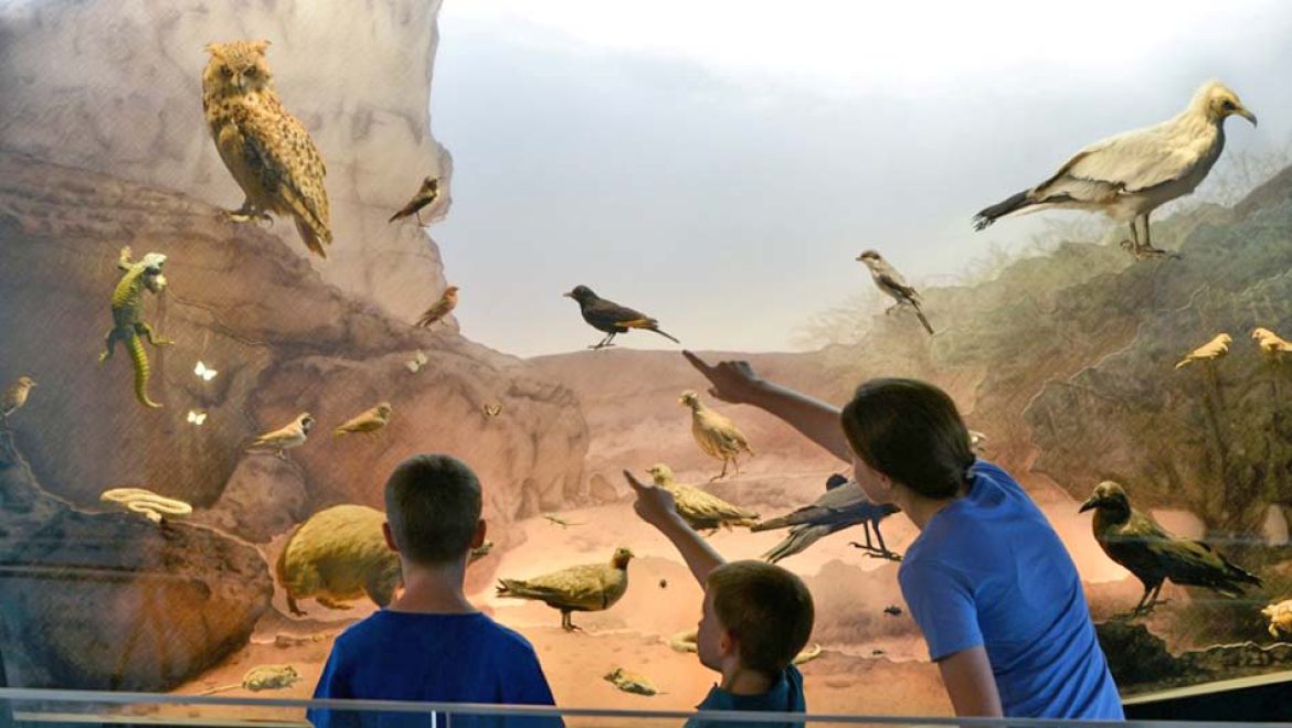 מוזיאון הטבע ע”ש שטיינהרדט: קיץ באווירת ים לכל המשפחה