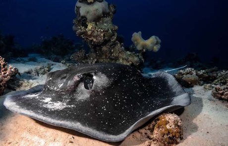 דייט עם טריגון נדיר ומיוחד מתחת למים בשמורת האלמוגים באילת