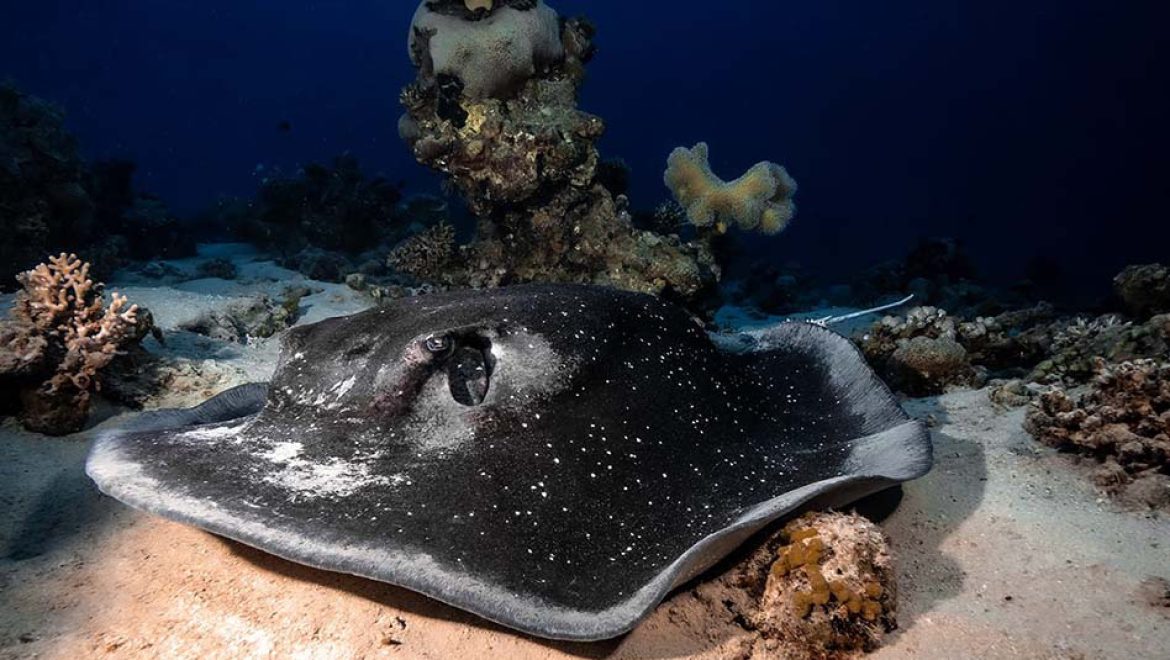 דייט עם טריגון נדיר ומיוחד מתחת למים בשמורת האלמוגים באילת