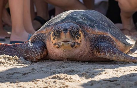 שלושה צבי ים הושבו לטבע