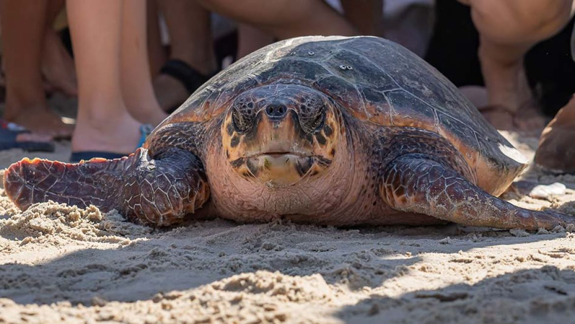 שלושה צבי ים הושבו לטבע