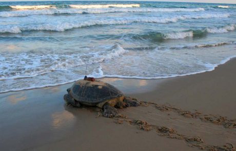 עונת הטלות הצבים החלה בתקופה סוערת