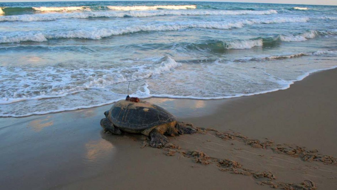 עונת הטלות הצבים החלה בתקופה סוערת
