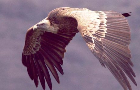 שמורת טבע חי בר יוטבתה: שומרים על הנשרים, בסיור לכל המשפחה