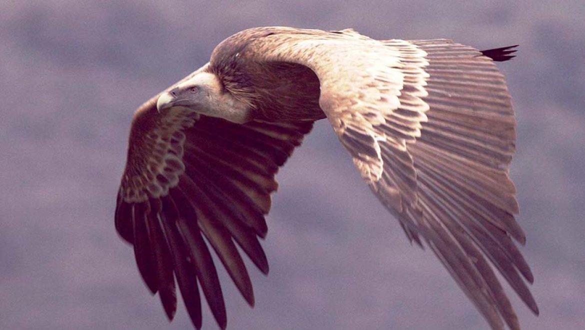 שמורת טבע חי בר יוטבתה: שומרים על הנשרים, בסיור לכל המשפחה