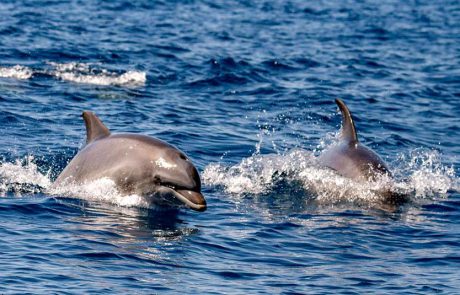 תצפית משמחת: דולפיננים מצויים נצפו מול חוף בת ים