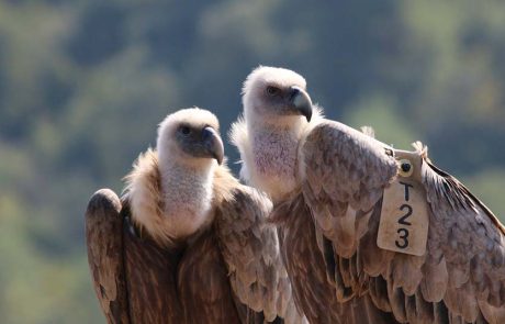 המאמץ לשימור הנשרים: מציינים את חודש הנשרים בפעילויות למשפחות