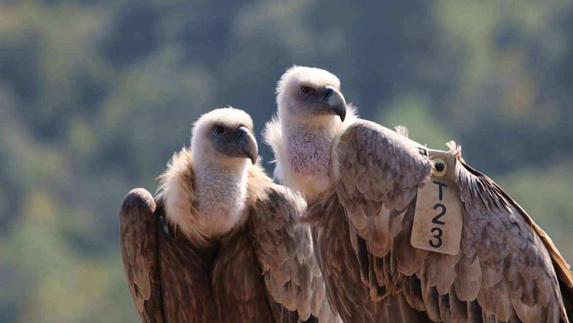 המאמץ לשימור הנשרים: מציינים את חודש הנשרים בפעילויות למשפחות