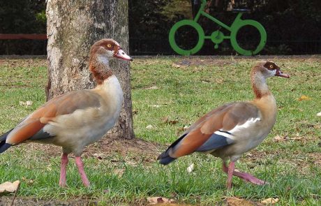 תרימו ת’ראש: מגוון פעילויות לכבוד ספירת הציפורים השנתית